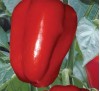 Bell Pepper Anastasiya 